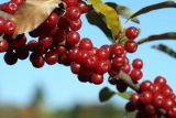 Autumn Olive