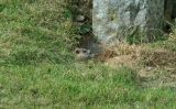 Groundhog