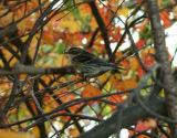 Yellow-rump Warbler