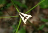 unknown10.jpg