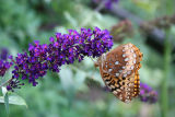 Great Spangled Fritillary