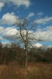 Bare Tree