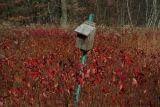 Vacated Bluebird Box