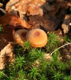 mushroom5.jpg