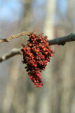 Sumac Berries
