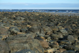 Rocky Shore