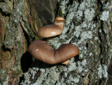 mushroom7.jpg