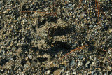 White-tail Deer in Coarse Sand
