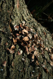 Midden Pile (Close up)