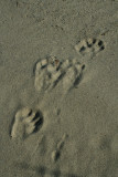 River Otter in Loose Sand