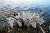 Icicles