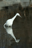 Little Blue Heron