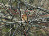 White-throated Sparrow