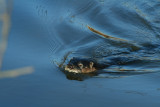 River Otter