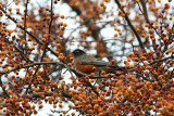 American Robin