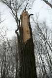 Damage from a Pileated Woodpecker