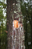 Pileated Woodpecker Hole in Pine Tree