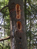 Pileated Woodpecker Holes in Pine Tree