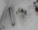 River Otter Hind Print with Scale