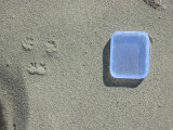 Deer Mouse Track with Scale