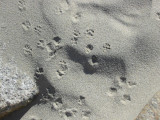 Deer Mouse Trail in Sand