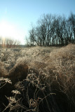 Frosted Meadow