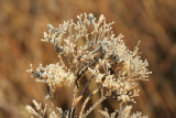 Frost