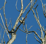 Hairy Woodpeckers Mating