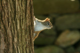 Red Squirrel