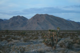 Joshua Tree at Sunrise