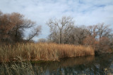 Pond 1
