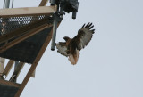 Dark Morph Red-Tailed Hawk (?)