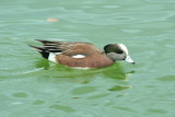 American Wigeon