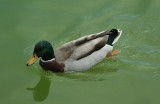Mallard