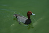 Redhead Duck