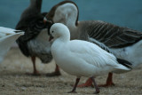 Ross Goose