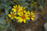 Brittlebush Sp.