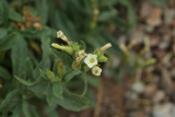 Desert Tobacco