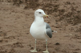 California Gull