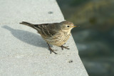 American Pipit