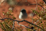 Black-tailed Gnatcatcher (?)