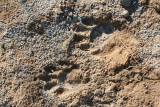 Coati in Hardened Mud
