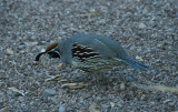 Gambels Quail