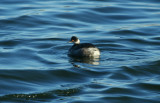 Eared Grebe