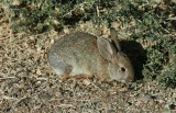 Desert Cottontail