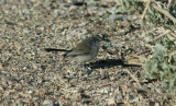 Black-tailed Gnatcatcher