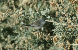 Black-tailed Gnatcatcher