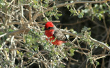 Vermillion Flycatcher
