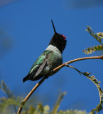 Annas Hummingbird