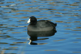 American Coot